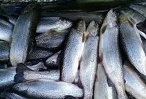 روسیه واردات قزل‌آلا از ایران را پنج برابر کرد