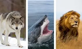 سالانه چند تا آدم توسط هر کدوم از این موجودات کشته می‌شوند/ ویدئو