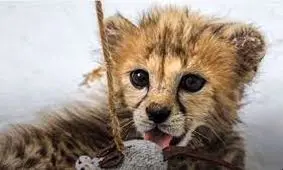 آخرین وضعیت «پیروز» در ۵ ماهگی و تکذیب دزدیده‌شدن