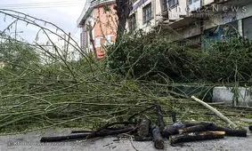 قطع و هرس غیرعلمی درختان/ هرس زیبایی شهر اهواز