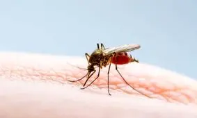 اگر پشه‌ها نباشند چه می‌شود؟