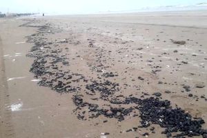 پاکسازی ساحل گناوه از مواد نفتی آغاز شد