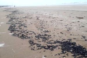 پاکسازی ساحل گناوه از مواد نفتی آغاز شد