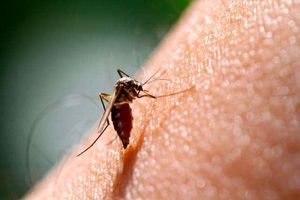 علائم و راه های انتقال مالاریا را بشناسید