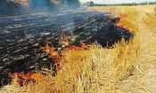​آتش زدن مزارع پس از برداشت محصول باور غلط و ضرورت راهکارهای حقوقی و تشویقی مسئولان 

