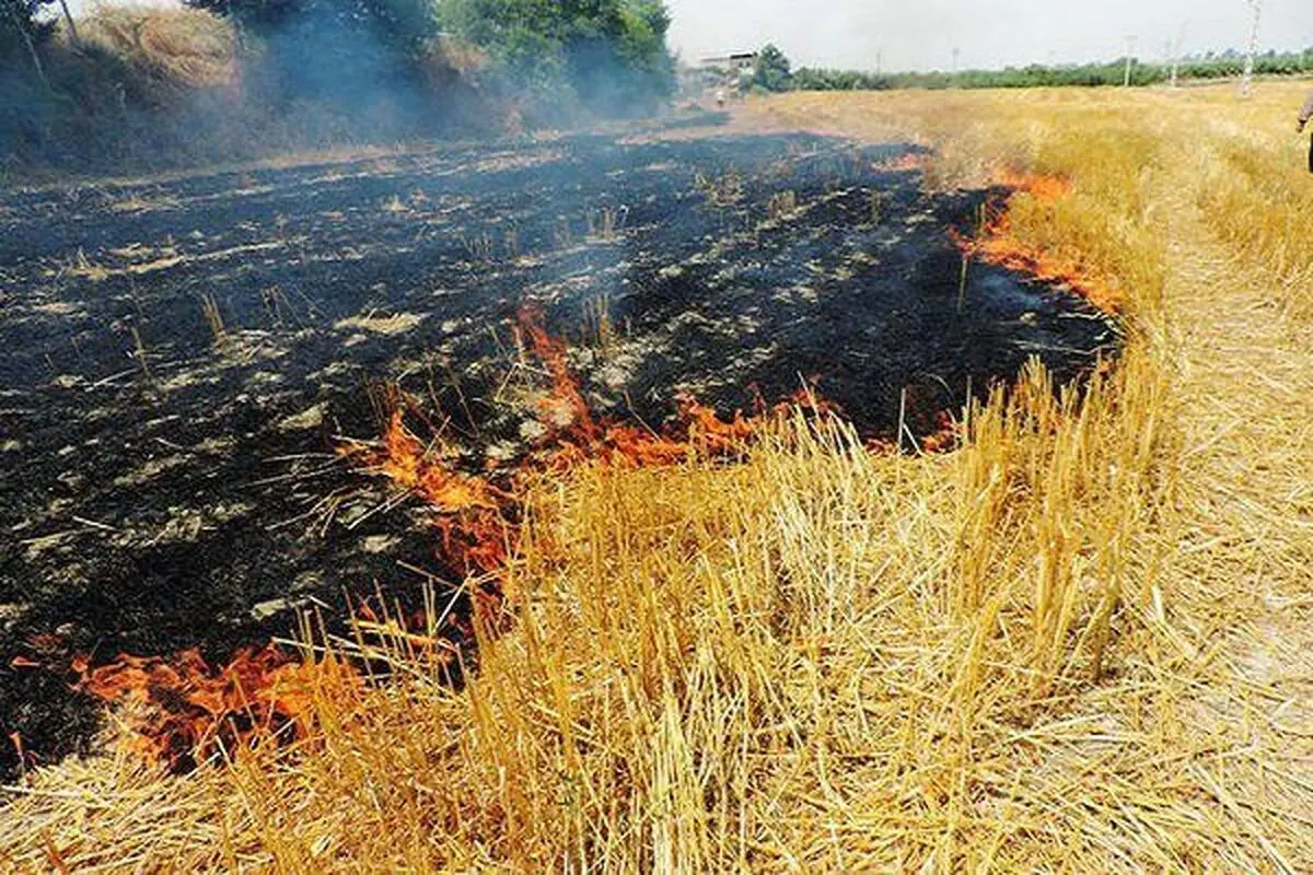 ​آتش زدن مزارع پس از برداشت محصول باور غلط و ضرورت راهکارهای حقوقی و تشویقی مسئولان 

