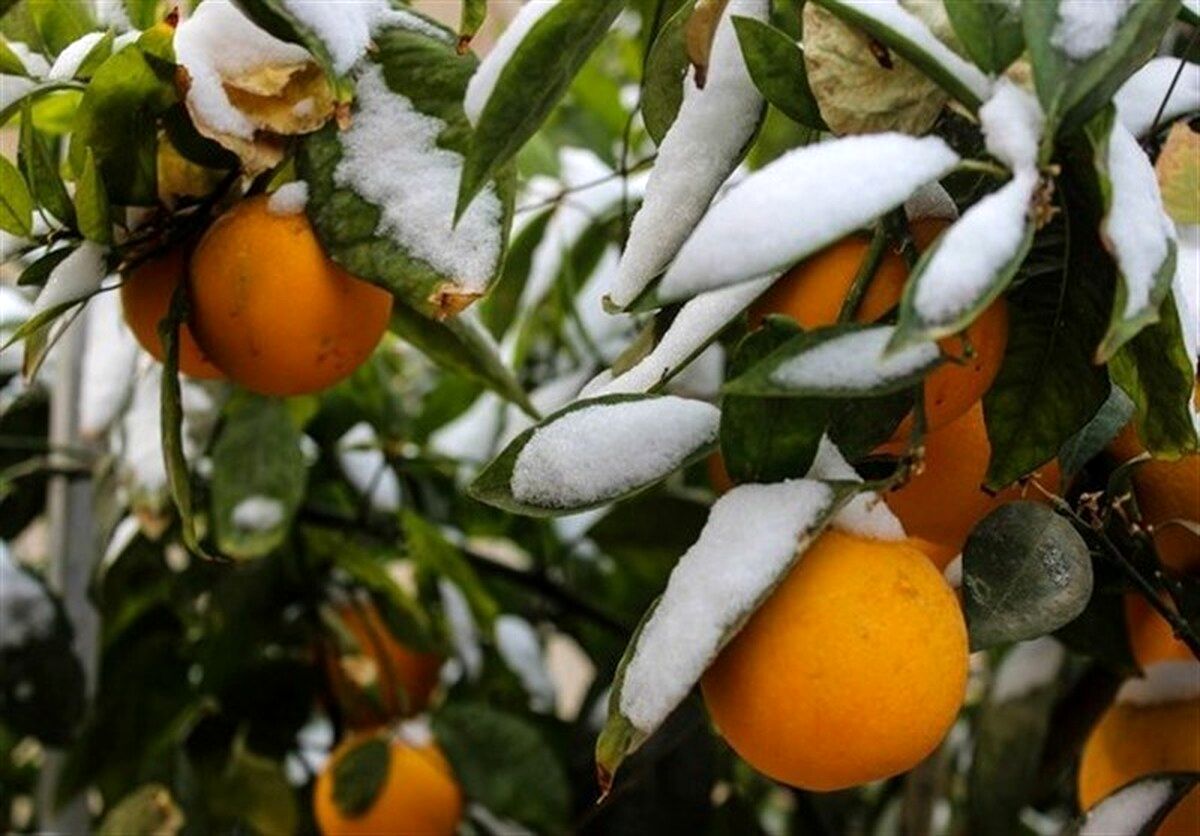 هشدار بارش برف و باران به کشاورزان و باغداران