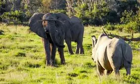 فیل با برداشتن شاخه درخت به جنگ کرگدن رفت/ ویدئو