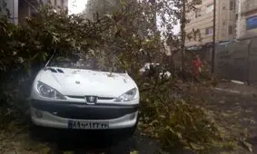 درخت جان جوان 206 سوار را گرفت / صحنه ای تلخ در تهران