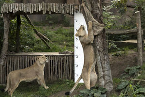 قد و وزن حیوانات باغ وحش چگونه اندازه گیری می‌شود؟