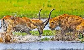 تحقیر یک شیر در علفزار‌های سیل‌زده