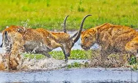 تحقیر یک شیر در علفزار‌های سیل‌زده