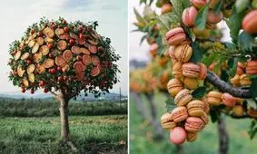 درخت خوراکی های خوشمزه!/ تصاویر