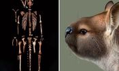 کشف فسیل دست نخورده یک گونه کانگوروی عجیب


