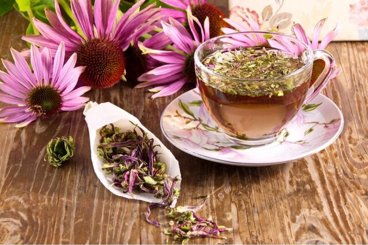 گیاهی که از ابتلا به کرونا پیشگیری میکند