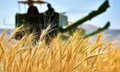 نرخ خرید تضمینی گندم تعیین شد