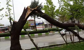 مرگ تلخ باغبان کرجی با شاخه درخت 