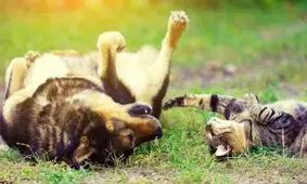 چرا انسان ها حیوان خانگی نگه می دارند؟