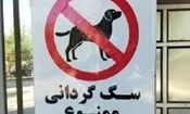 سگ‌گردانی در کرمان ممنوع شد / خودروی حامل سگ توقیف می‌شود