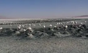 ثبت کلنی‌های جوجه‌آوری فلامینگوی بزرگ در تالاب‌های بختگان و مهارلو