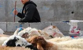 هشدار وزارت بهداشت درباره ذبح غیر بهداشتی دام در عید قربان