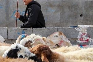 هشدار وزارت بهداشت درباره ذبح غیر بهداشتی دام در عید قربان