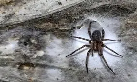 کشف بزرگ‌ترین تار عنکبوت دنیا با اندازه نصف زمین تنیس در اعماق زمین