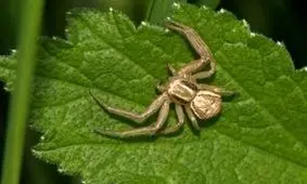 لحظه خروج یک عنکبوت از گوش زن/ ویدئو