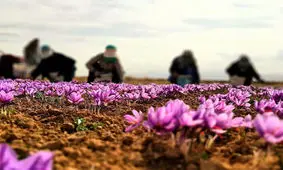 قیمت زعفران سر به فلک کشید