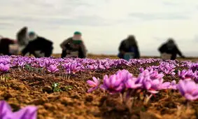 قیمت زعفران سر به فلک کشید