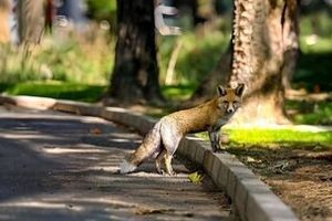 افزایش تعداد روباه‌ها در مرکز تهران/ چه باید کرد؟