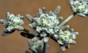 خواص باورنکردنی گیاه دارویی «کلپوره» یا «مریم نخودی»