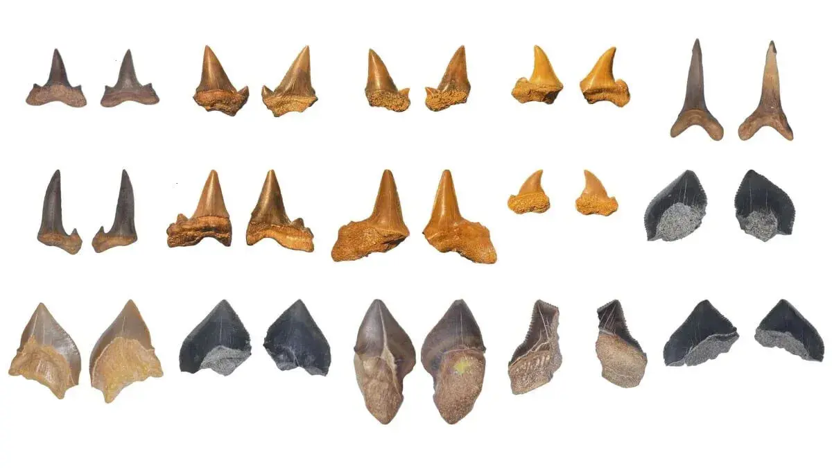 shark-fossils.jpg