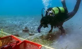 کشف قدیمی‌ترین دهکده چوبی اروپا/ ویدئو

