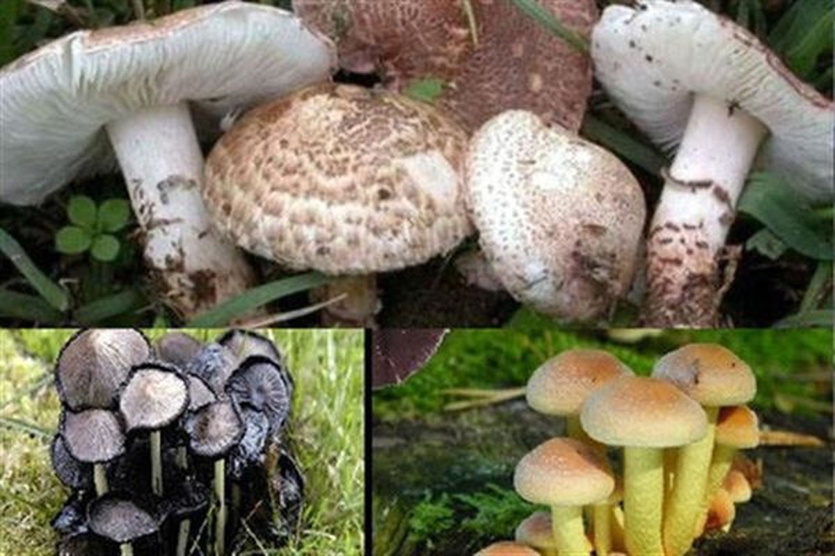  ظهور انواع قارچ سمی خطرناک در بهار 
