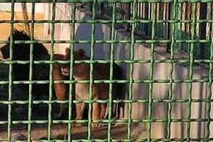 فیلم بازسازی حمله شیرها به نگهبان باغ وحش اراک 
