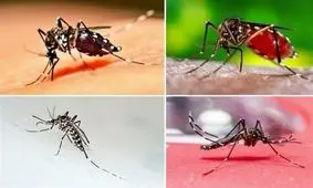 راه های پیشگیری از ابتلا به تب دنگی