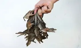 تصاویر دیده نشده از بچه کروکودیل‌های تازه متولد شده