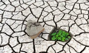 زمین گرم تر، غذای کمتر