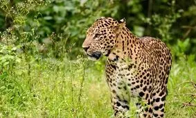 شبگردی پلنگ ایرانی/ ویدئو