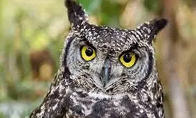 چرخش ۳۶۰ درجه سر جغد/ ویدئو