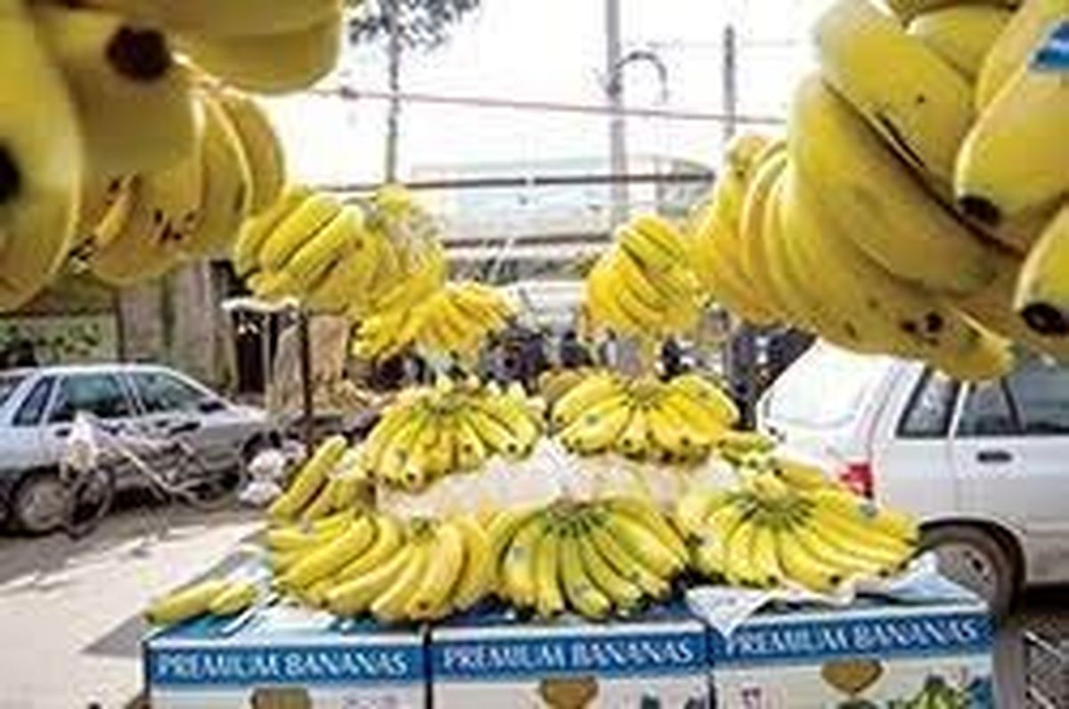 زرآباد نیازمند اجرای طرح مکانیزاسیون موز/ واردات و کم آبی باعث فراموشی باغ های موز