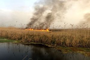 هویزه به شدت تحتتاثیر دود آتشسوزی هورالعظیم قرار دارد/ علت اصلی این وضعیت، تخصیص نیافتن حقآبه هورالعظیم از سوی عراق و ادامه خودسوزی تالاب است