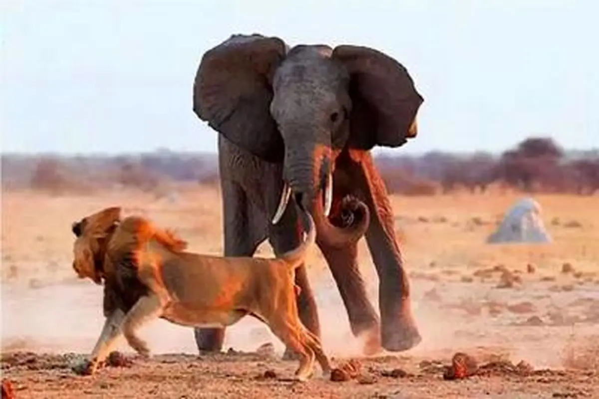 تلاش شیر نر برای کشیدن یک فیل غول پیکر روی زمین/ ویدئو 
