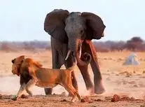 تلاش شیر نر برای کشیدن یک فیل غول پیکر روی زمین/ ویدئو 