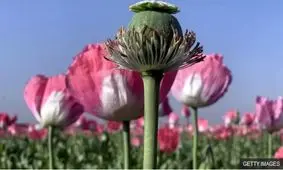 ماجرای کشت خشخاش در ایران به کجا رسید؟