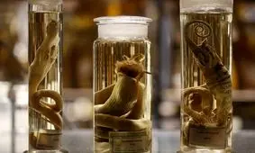 داستان جالب حیواناتی که در الکل غوطه‌ورند!