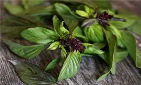 خواص و فواید مصرف ریحان در طب سنتی