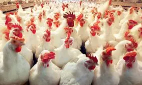 مردم مرغ نمی‌خرند / فروش مرغ یک سوم شد!