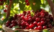 گیلاس خارج از فصل در چهارمحال و بختیاری تولید شد